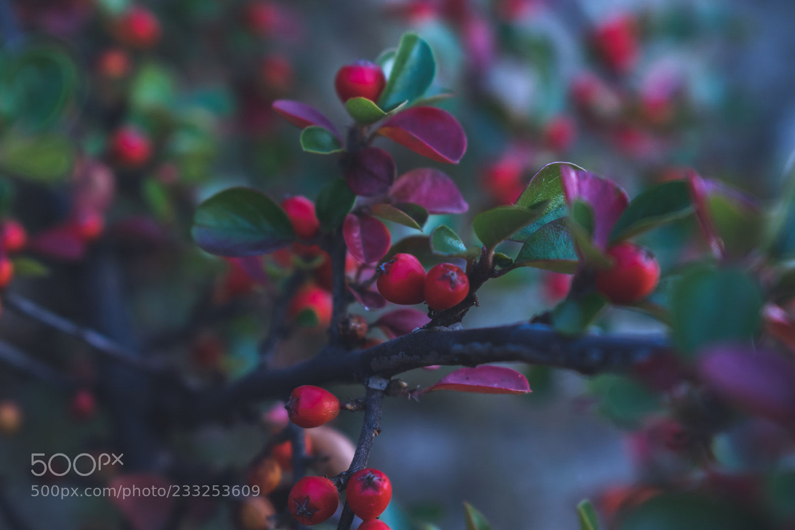 Nikon D5300 sample photo. G photography