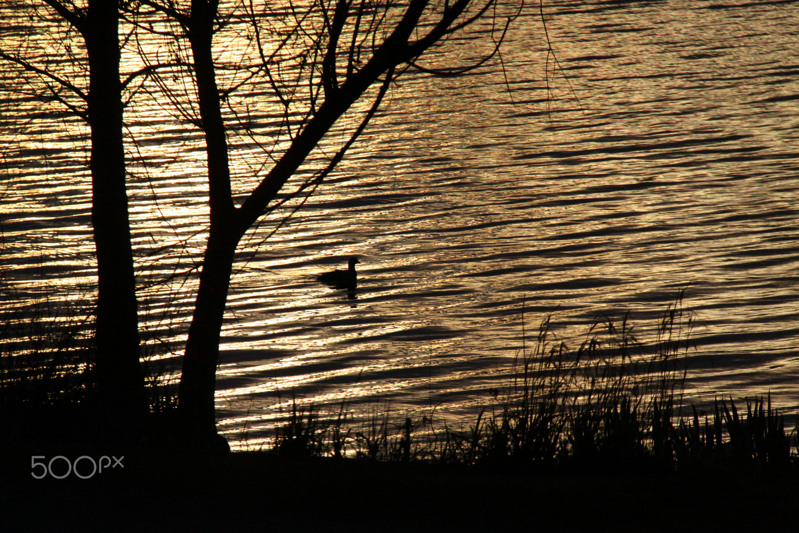 Canon EF-S 18-200mm F3.5-5.6 IS sample photo. Mallard dusk photography