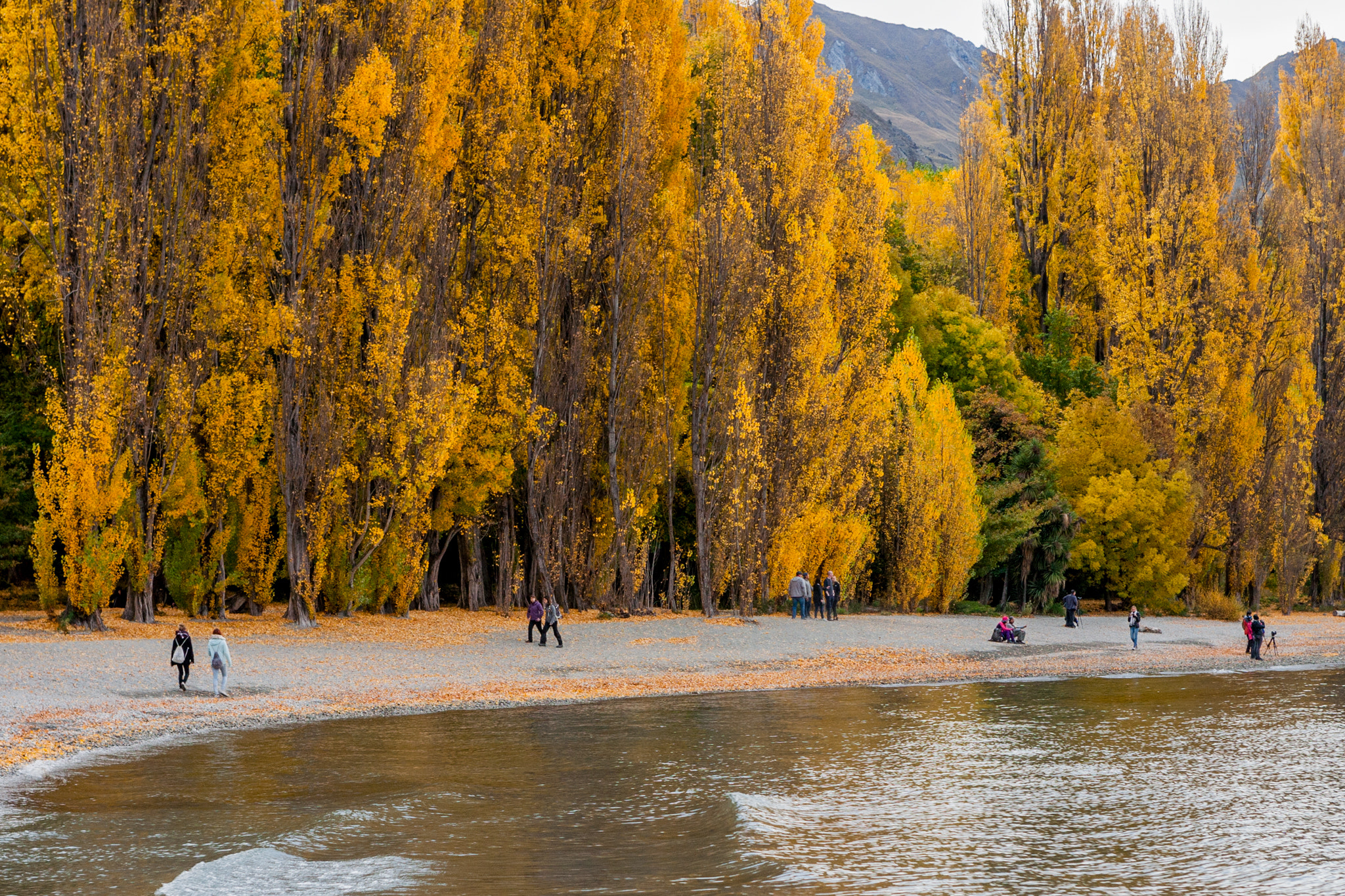 Fall colours at lake Wanaka New Zealand
