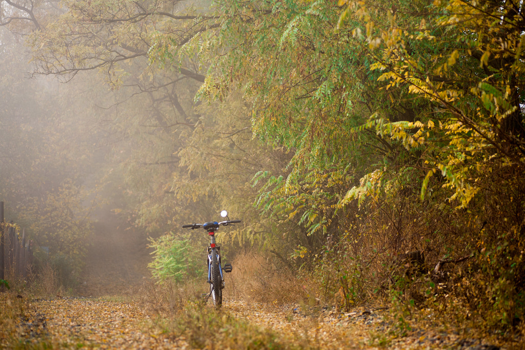 The path in the autumn forest and the bike hardtail. Bicycle lying on the ground in the forest by Max M on 500px.com