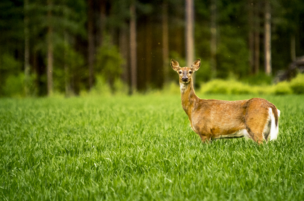 Deer by Markus Kauppinen on 500px.com