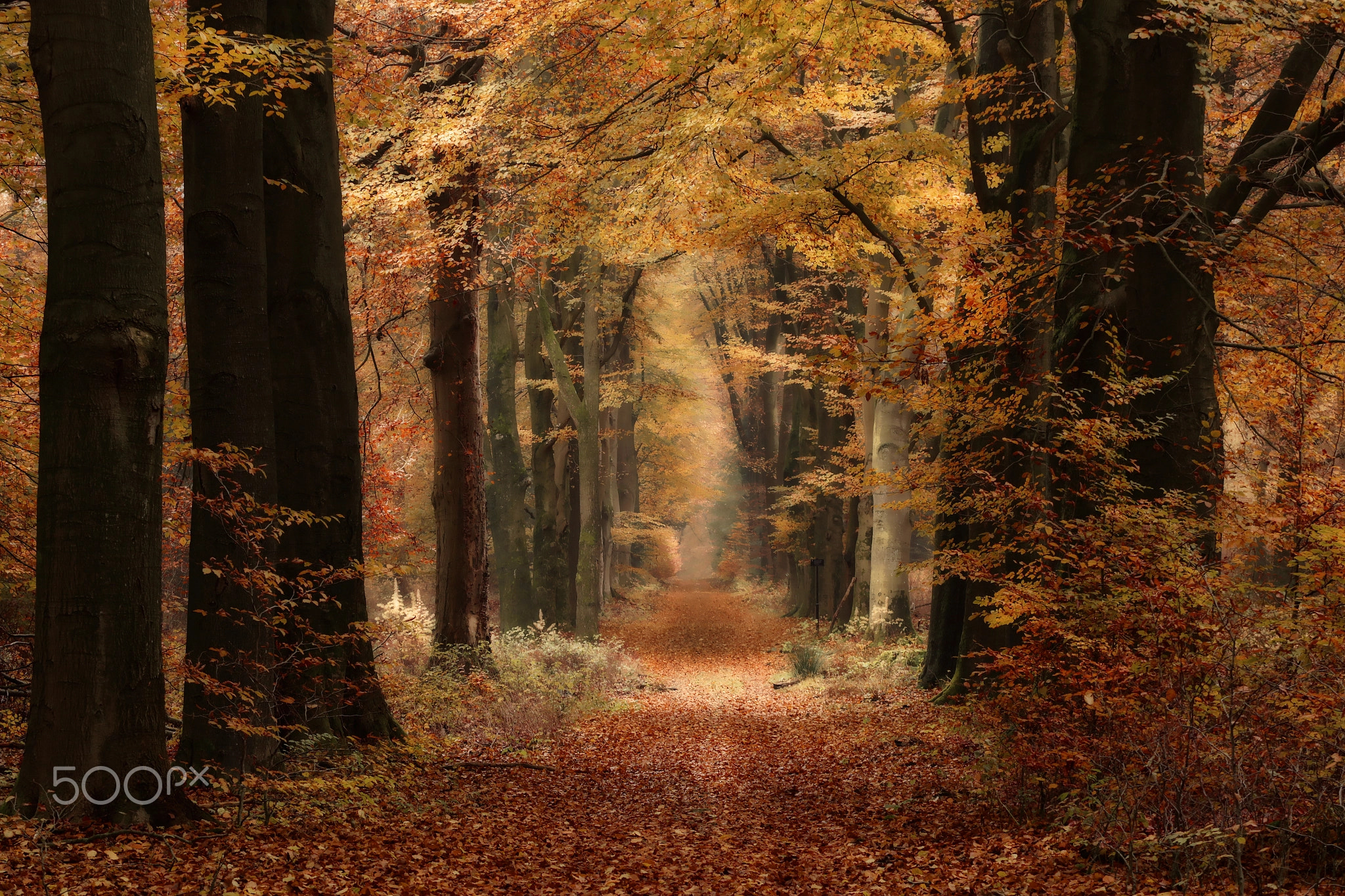 secret forest in autumn by Lydia Machant / 500px