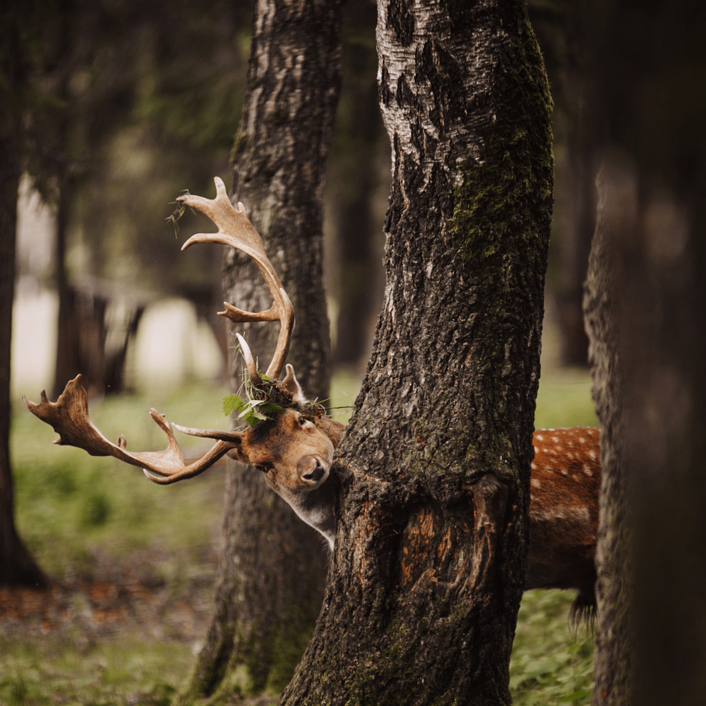 Oh..hello there :) by Katja Sturm on 500px.com