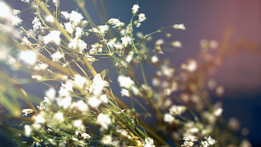 Baby's Breath 1 by Jeff Carter on 500px.com