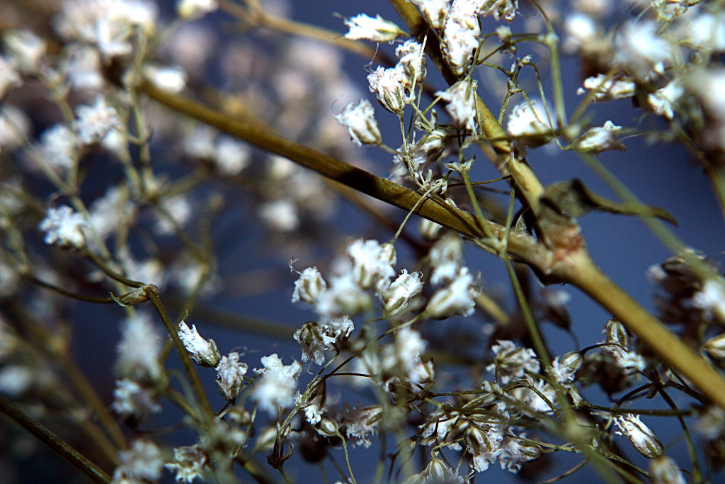 Baby's Breath 2 by Jeff Carter on 500px.com