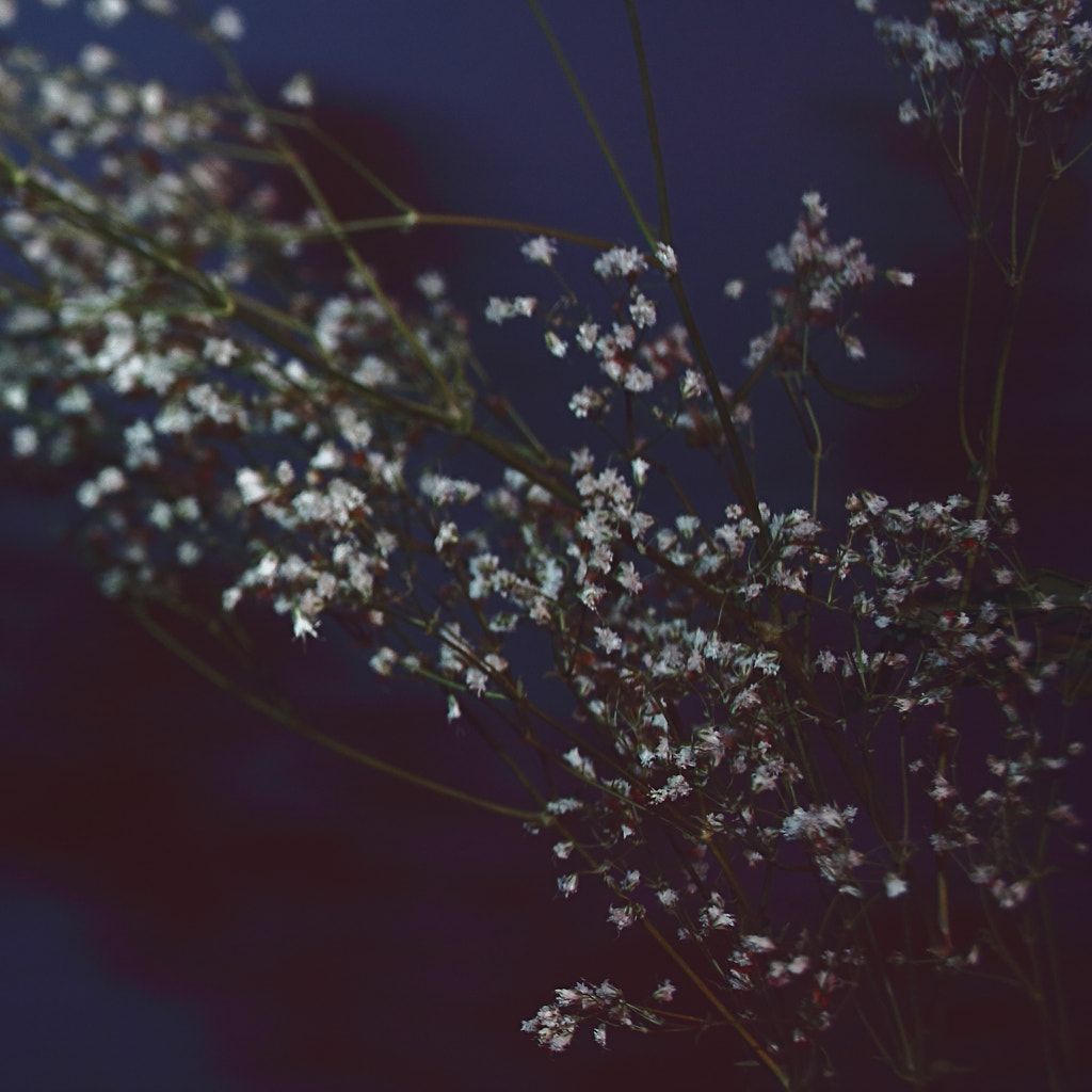 Baby's Breath 3 by Jeff Carter on 500px.com