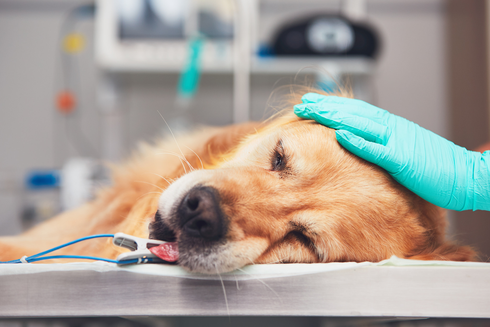 Dog in the animal hospital