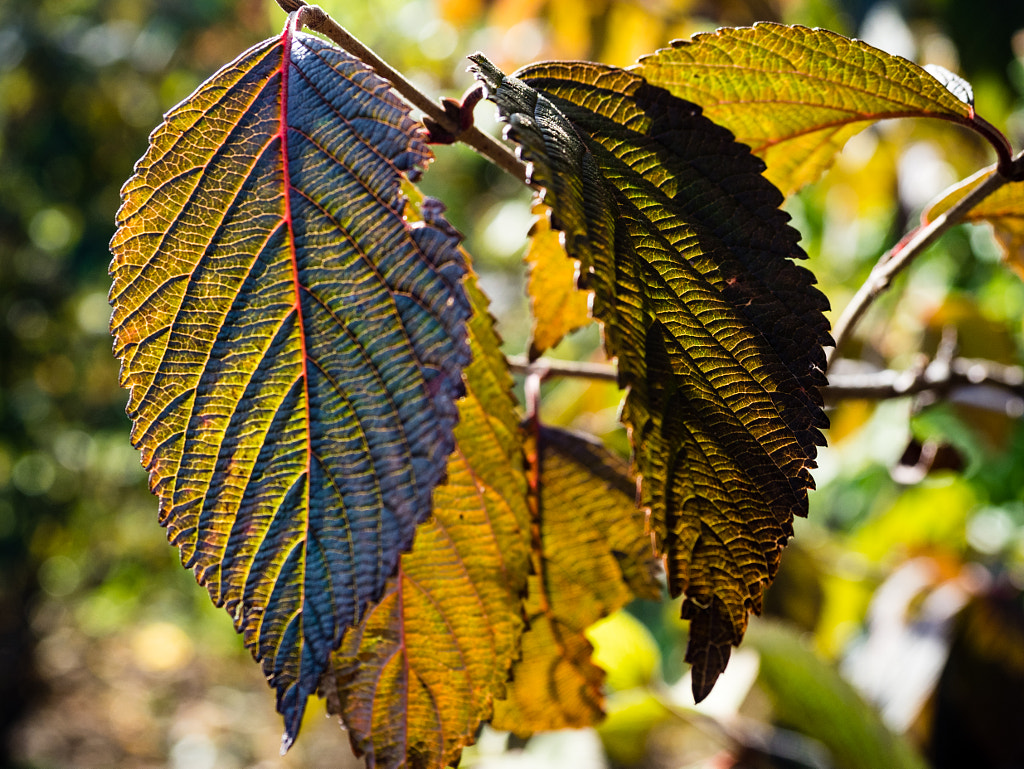 Leaves (of the Kwanzan Tree) by Nancy Lundebjerg on 500px.com