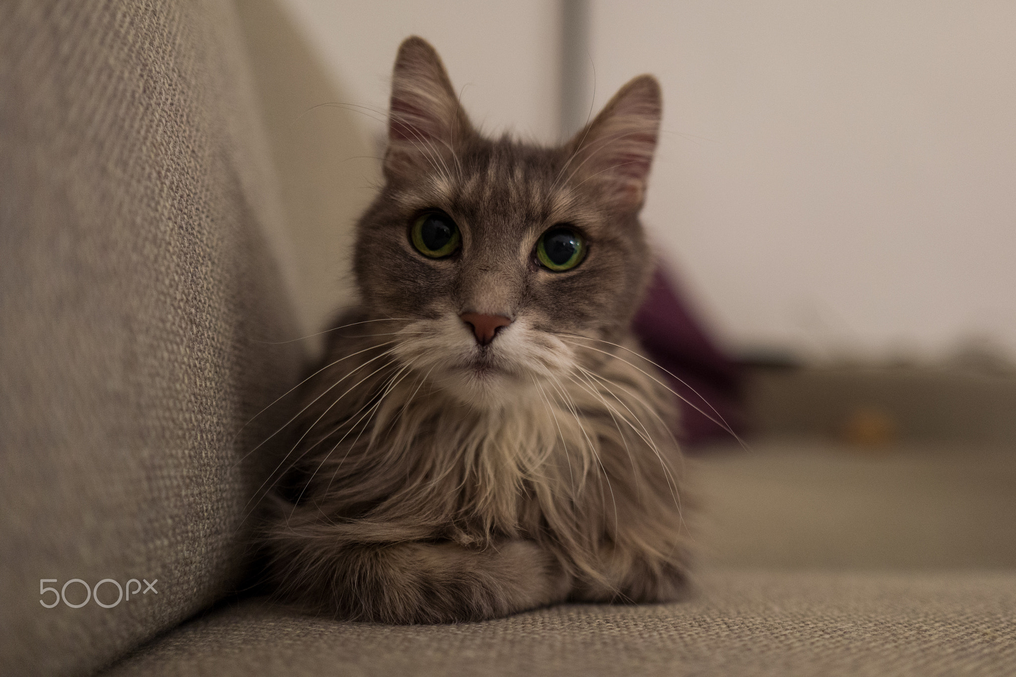 Cute cat on couch