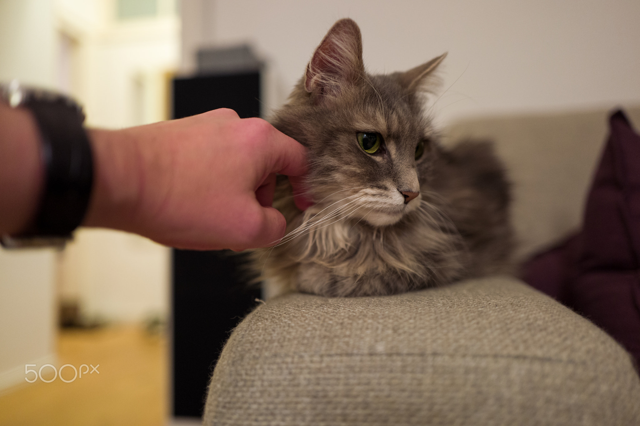 Cute cat on couch