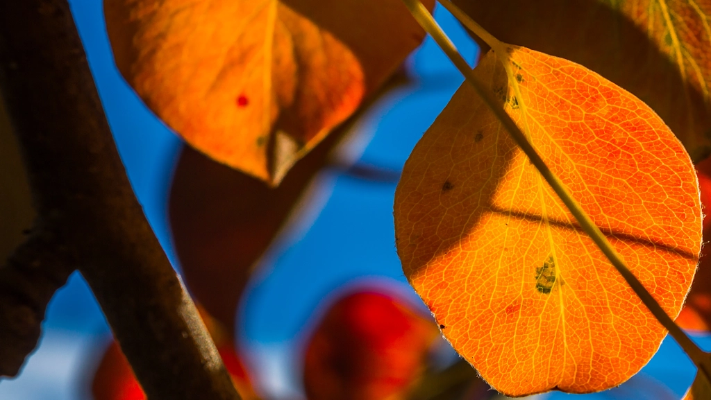 Autumn leafs 2 by Milen Mladenov on 500px.com