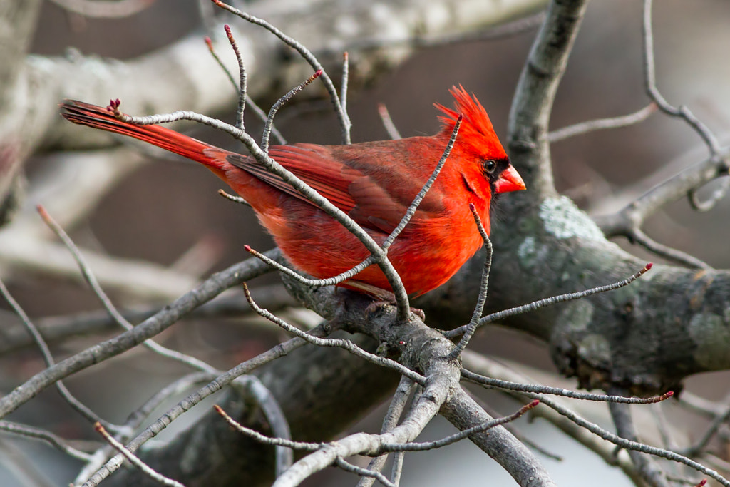 Cardinal in Maple Tree, Mid-WinterMost Common Birds in Pennsylvania - common pennsylvania birds birds of pennsylvania-common- pennsylvania birds-backyard birds of pennsylvania -birds native to pennsylvania -winter birds of pennsylvania -birds of pennsylvania identification