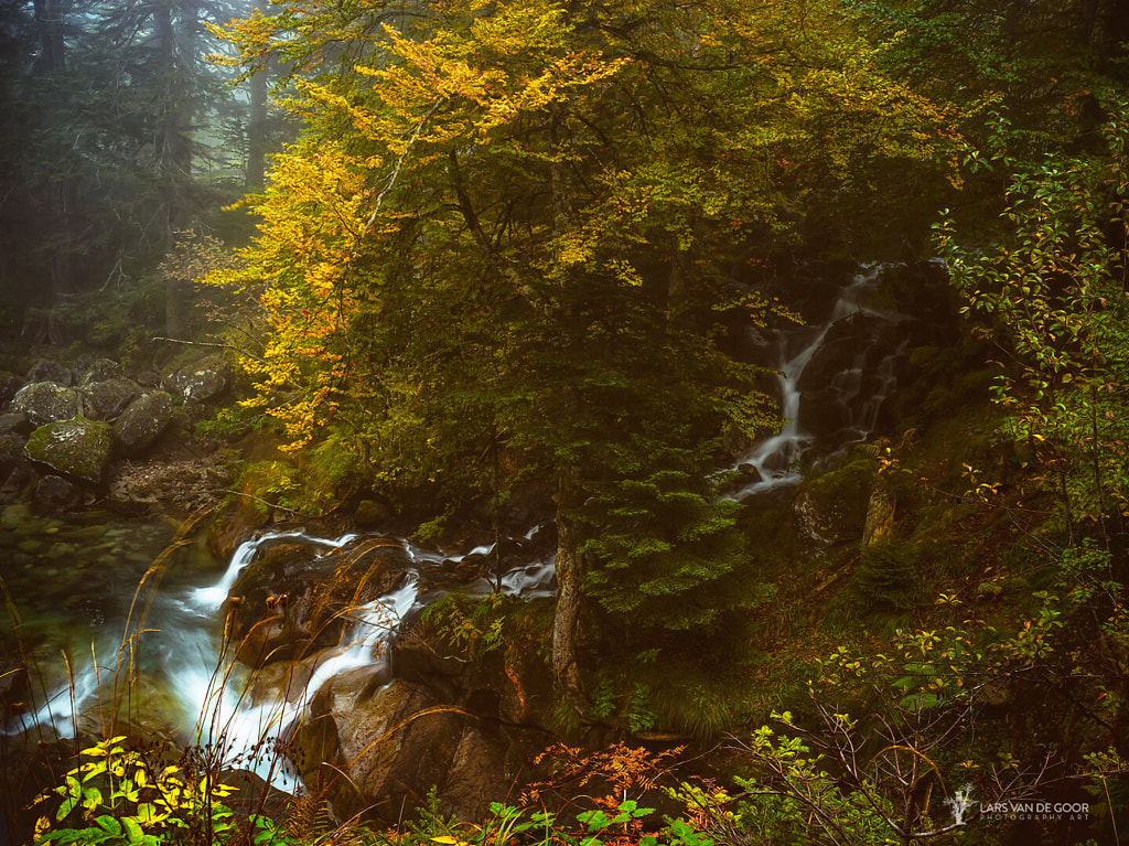 Fall in Fall by Lars van de Goor