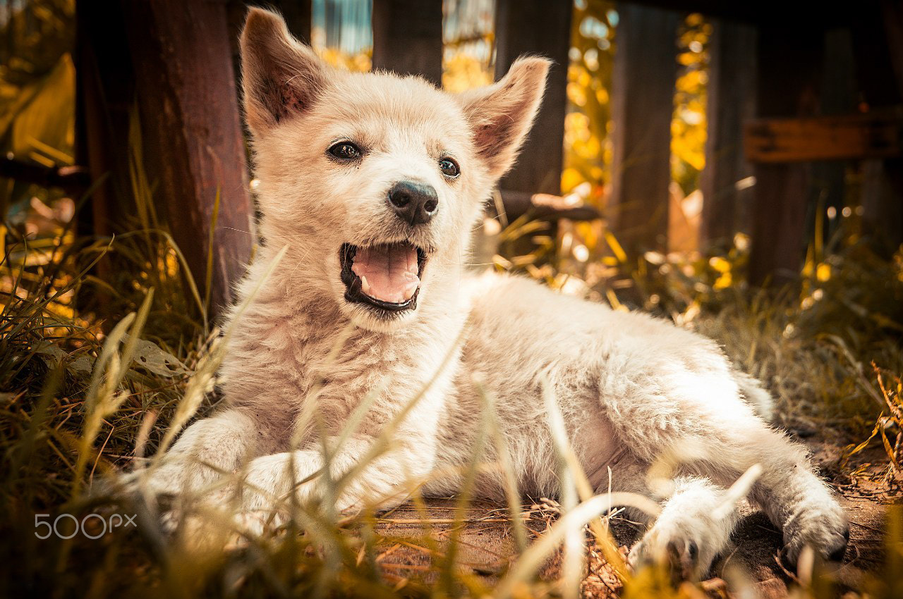 Little white puppy