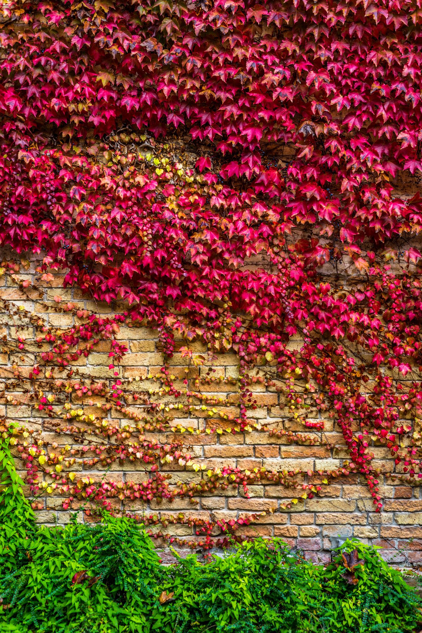 "Viva Garden"