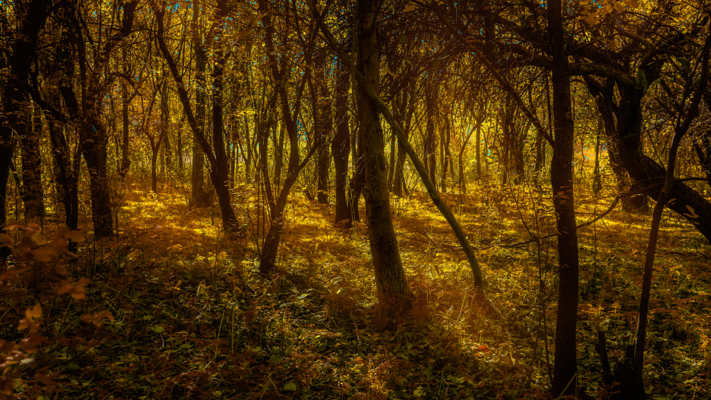 Autumn woods by Milen Mladenov on 500px.com