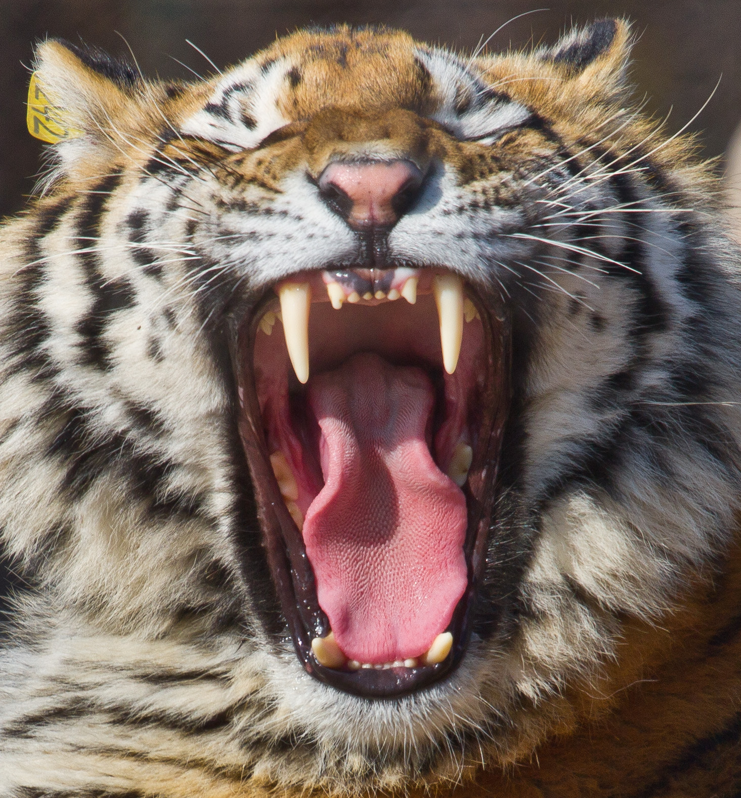 Red tiger tongue by Norbert Friedrich Photo 23385401 / 500px