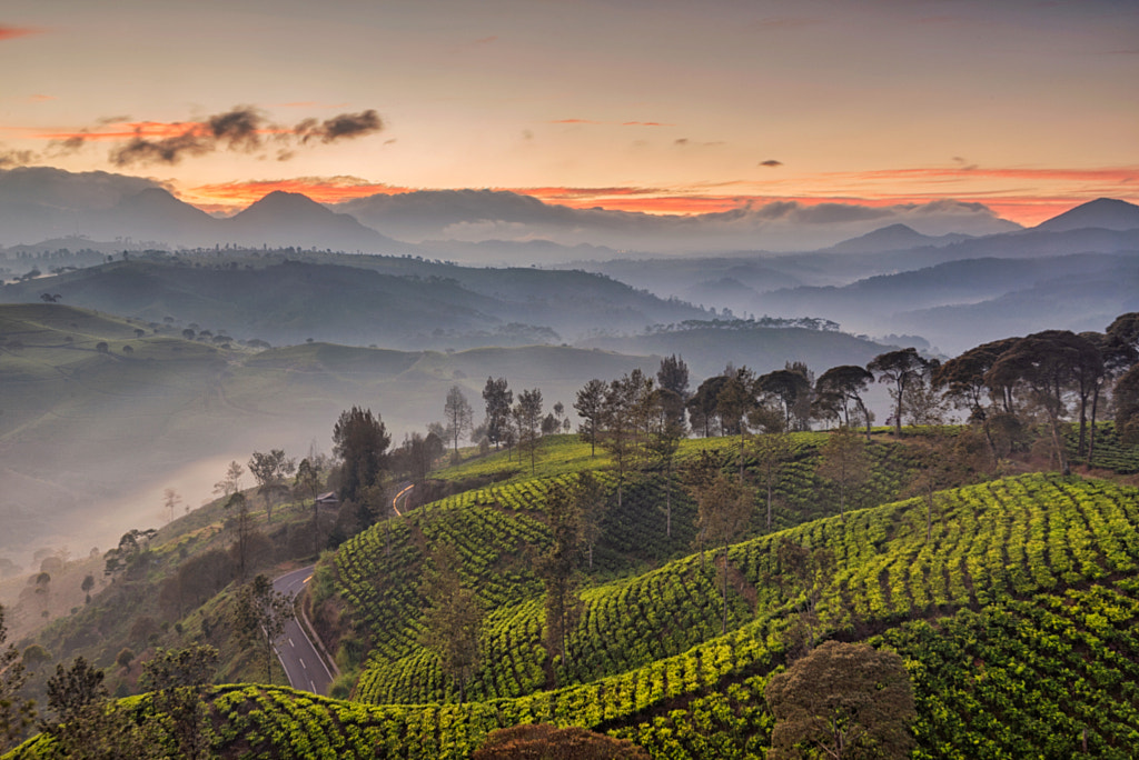 Pre-Sunrise Scenery at Cukul Tea Plantation by Kristianus Setyawan on 500px.com