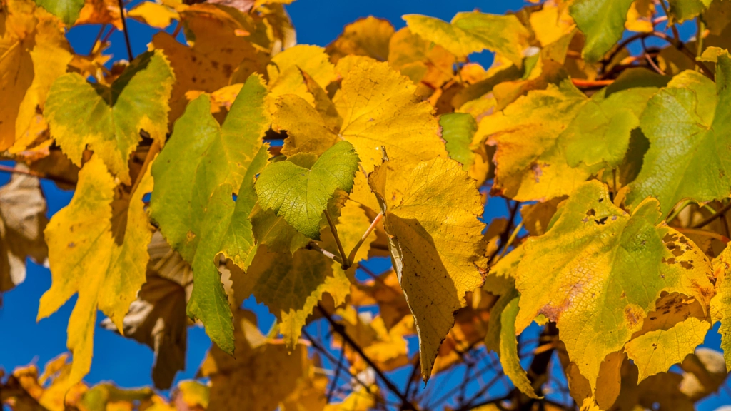 Autumn leafs 4 by Milen Mladenov on 500px.com