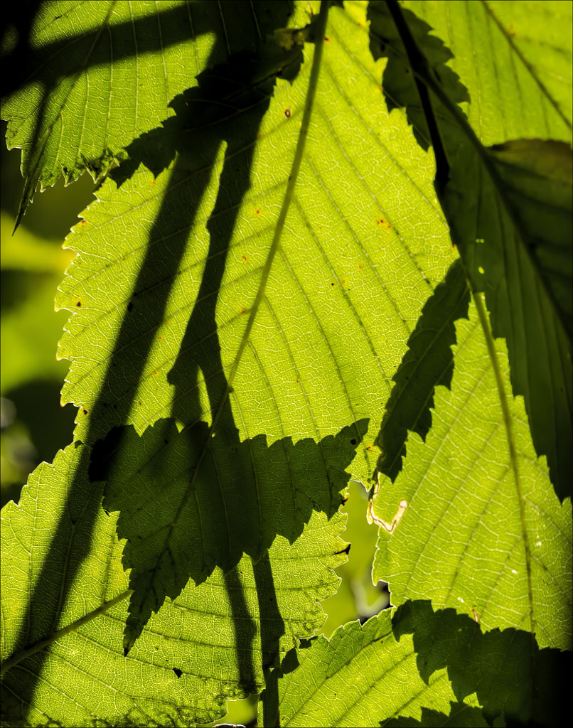 Leaves and Shadows by Robert Ullmann on 500px.com