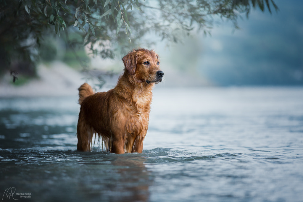 Suri-May by Marina Reiter on 500px.com