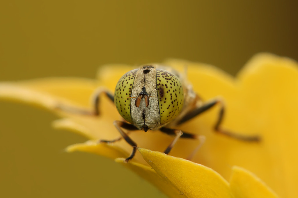  Sweat bee by Seema Swami on 500px.com