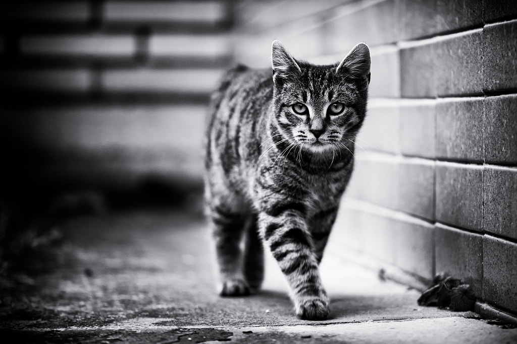 From the neighborhood :) by Lucia Blaskova / 500px