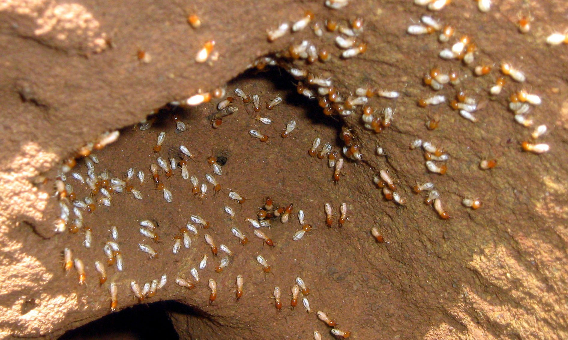 Need Termite Inspection In Gold Coast? Call 07 5576 4466