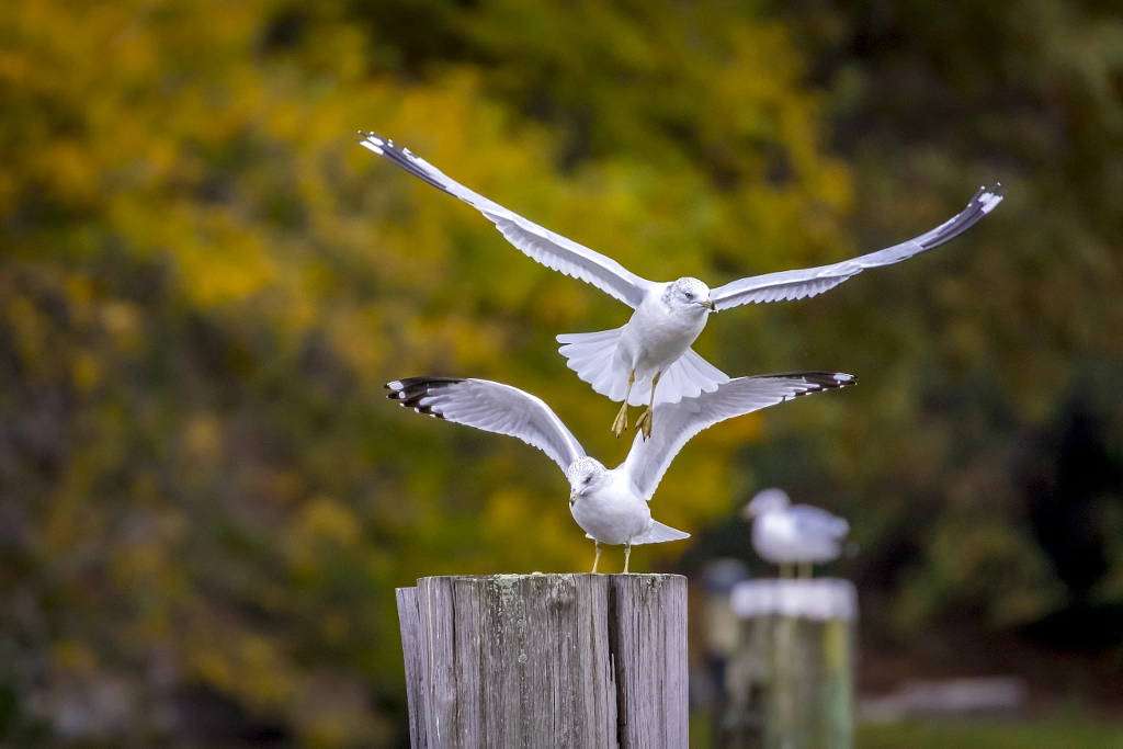 Congestion by Steven Strasser on 500px.com