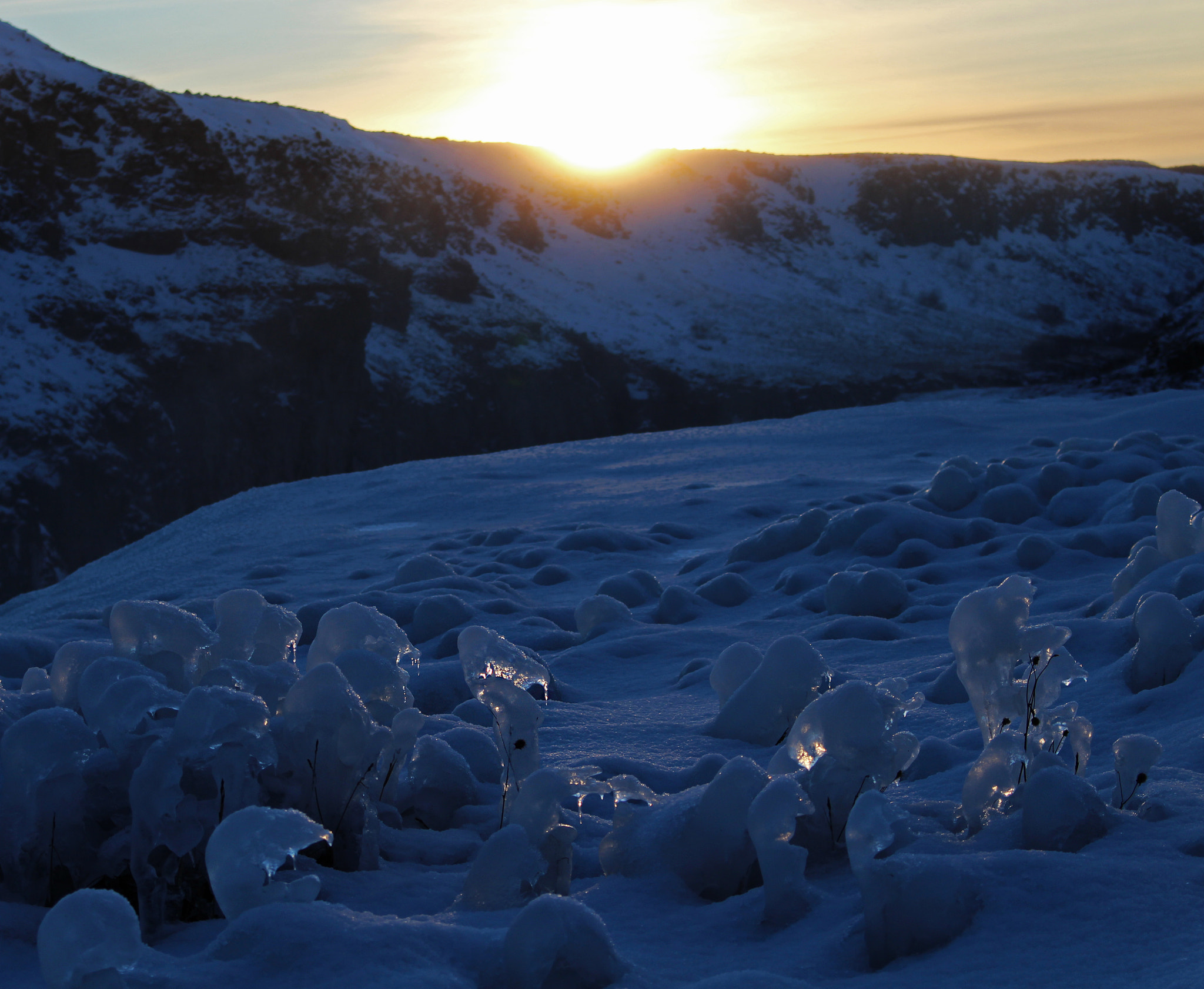Creatures Of Ice