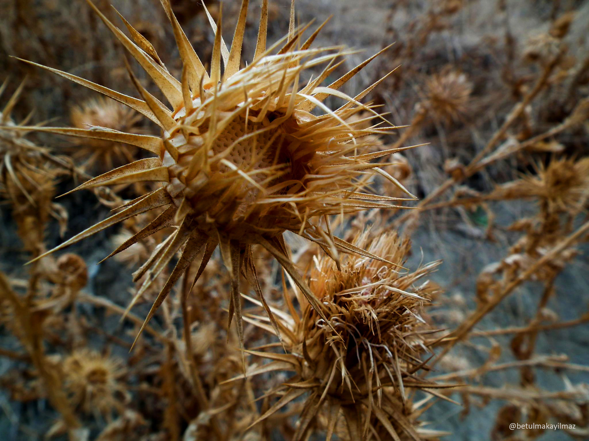 ugly flower by Betül Maka Photo 23418835 / 500px