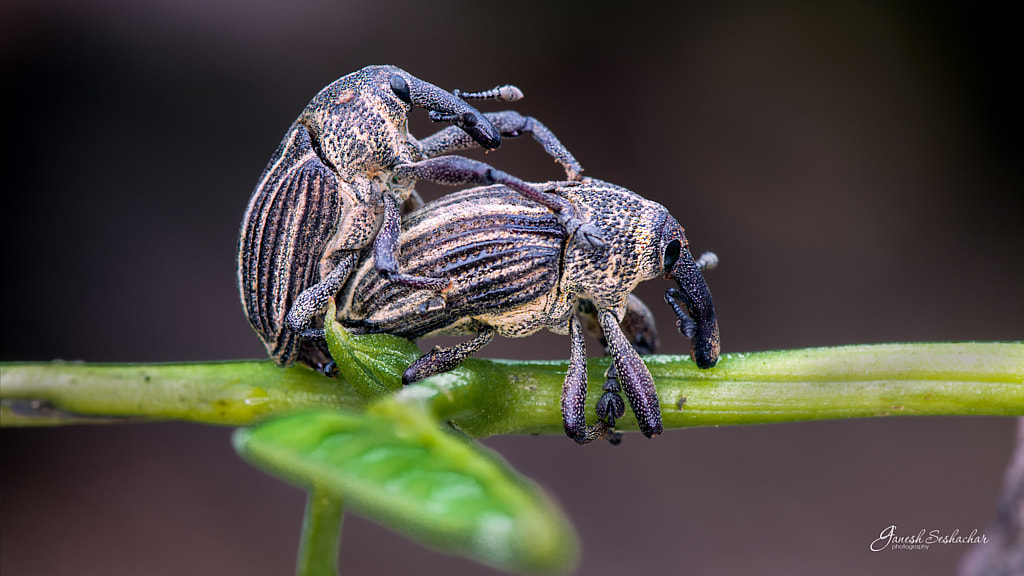 Weevils by Ganesh Seshachar on 500px.com