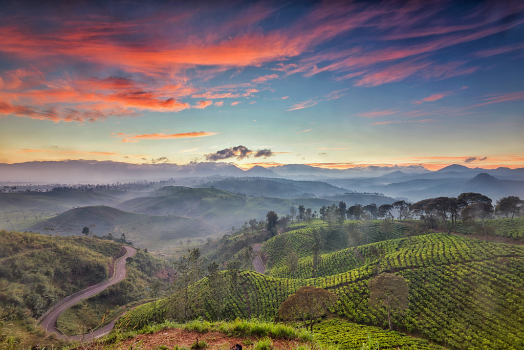 Sunrise at Cukul Tea Plantation by Kristianus Setyawan on 500px.com