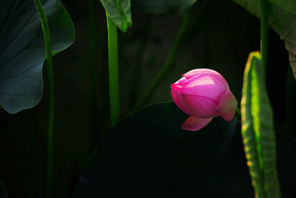 荷花by xhww | 500px