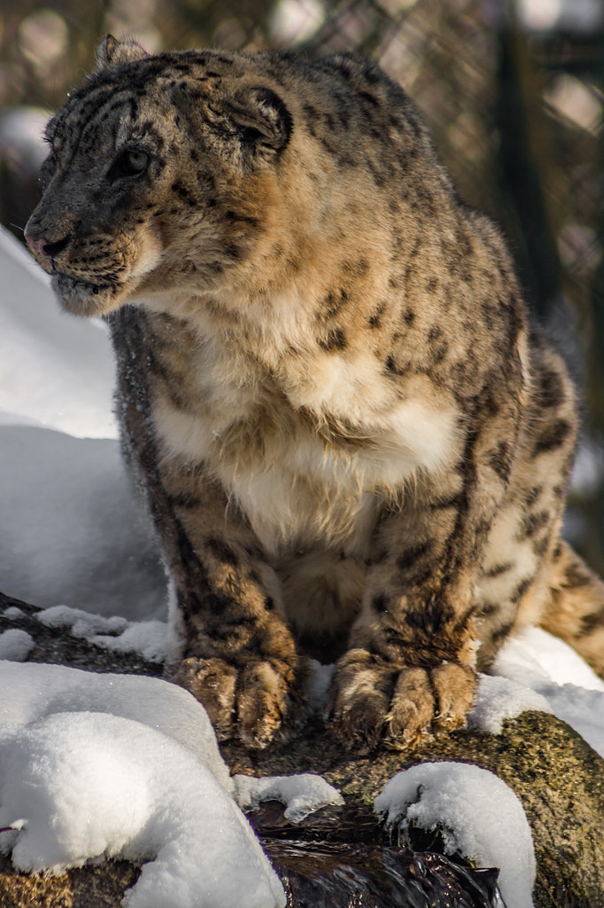 Snow Leopard, Winter, Munich Zoo by Murray Adcock on 500px.com