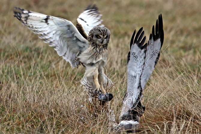 Owl Talons Strength And Owl Feet