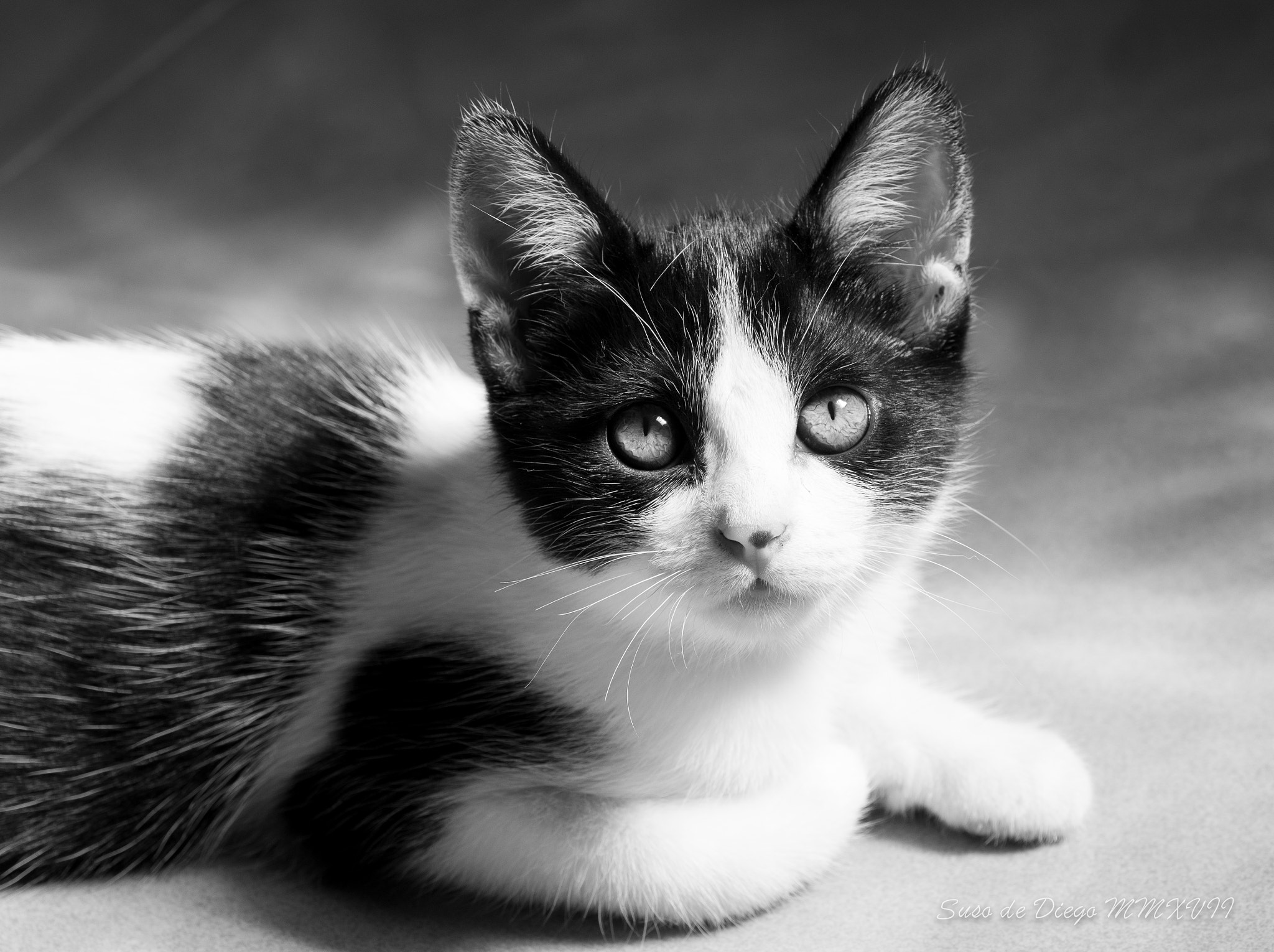 v2?sig=1ad73ccddc0a336880bed969f5a8adb265567b677e8e0e30cecc1fc49dec5ed8