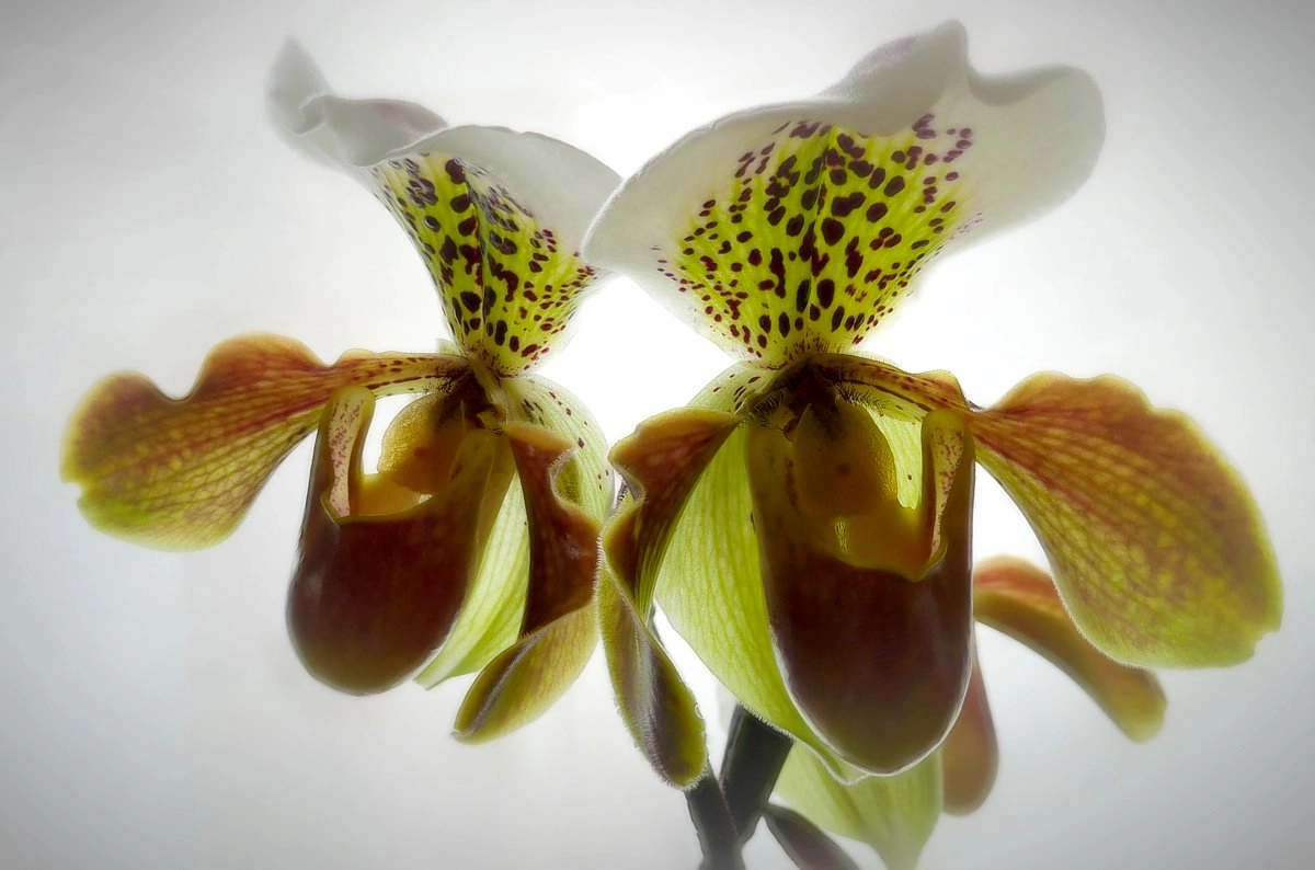 Paphiopedilum hybride