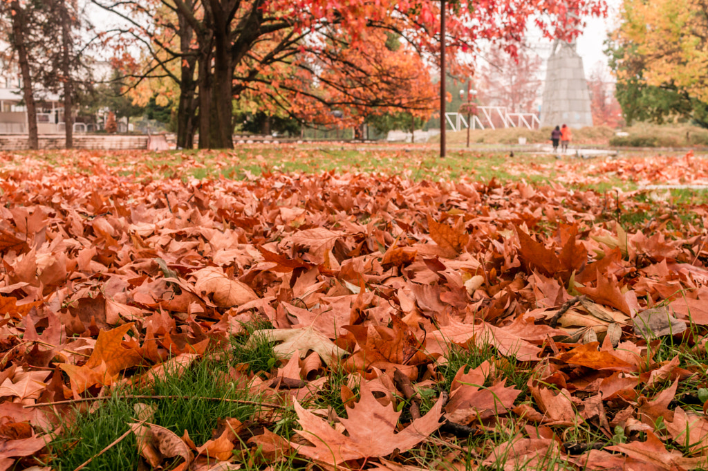 Autumn leafs 6 by Milen Mladenov on 500px.com