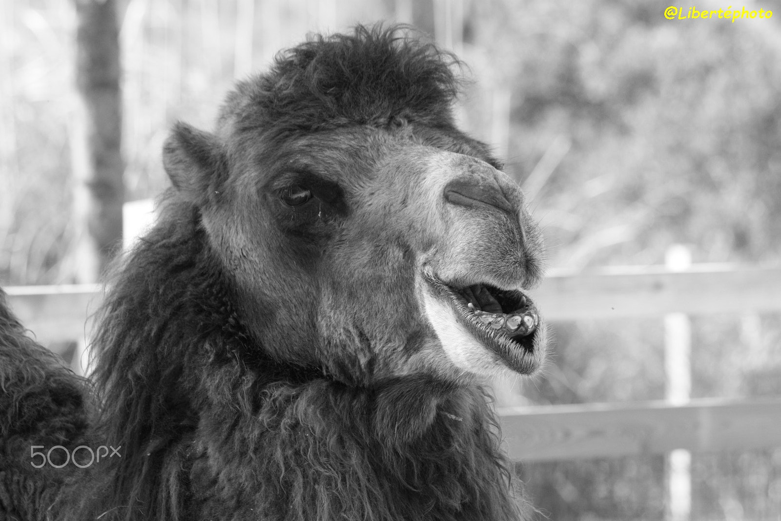 Canon EOS 450D (EOS Rebel XSi / EOS Kiss X2) sample photo. Zoo de la barben photography