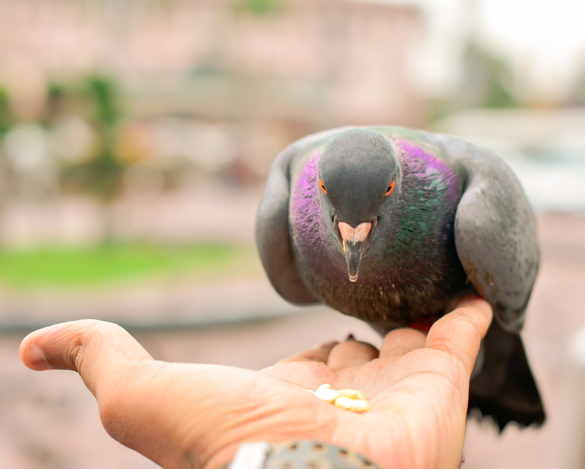 I feed the Bird