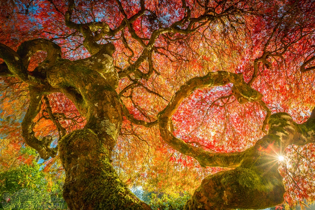 130 years old Japanese Maple in autumn colors by William Lee on 500px.com