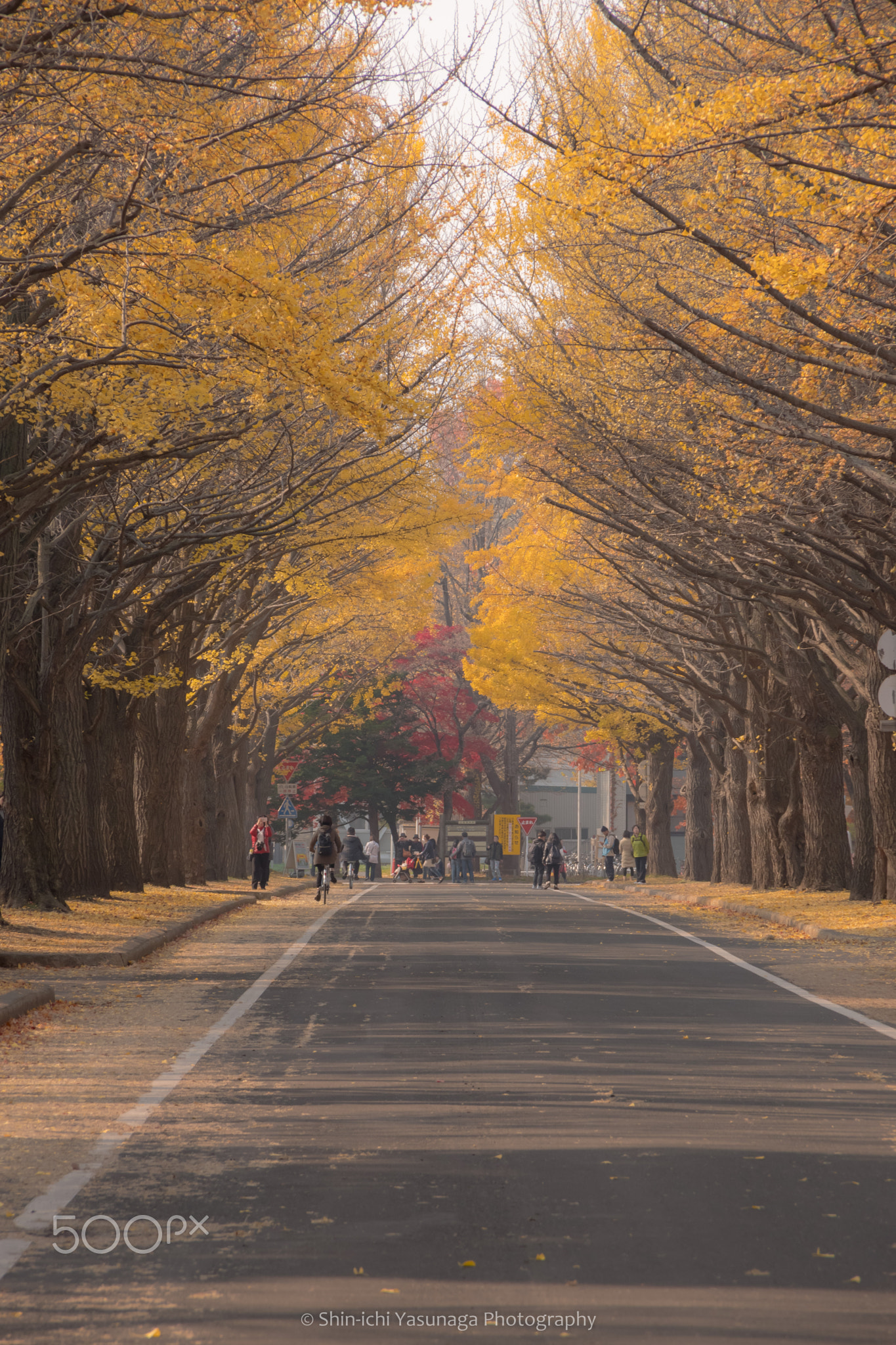 Autumn landscape in Sapporo city,JAPAN.