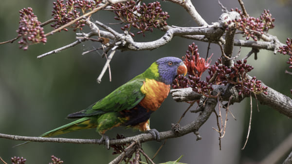 Rainbow Lorikeet Stock Images Page Everypixel