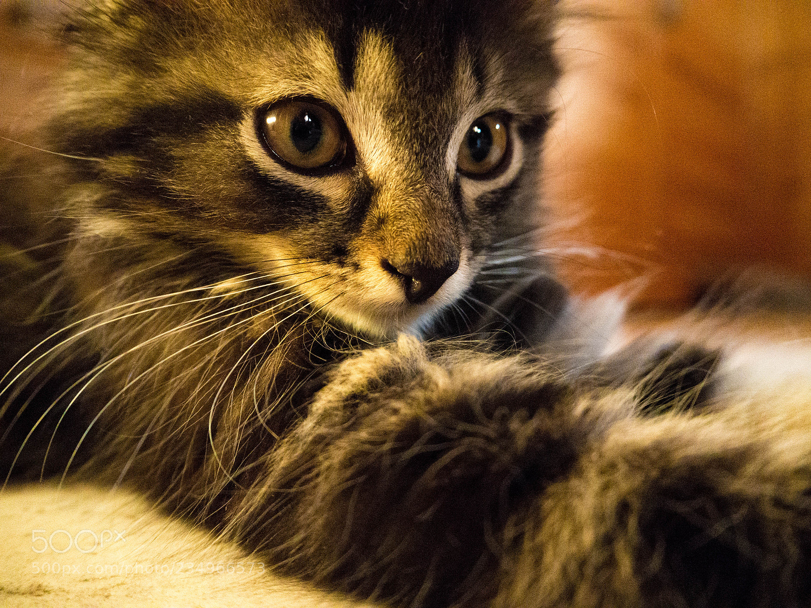 Olympus OM-D E-M10 sample photo. Gizmo photography