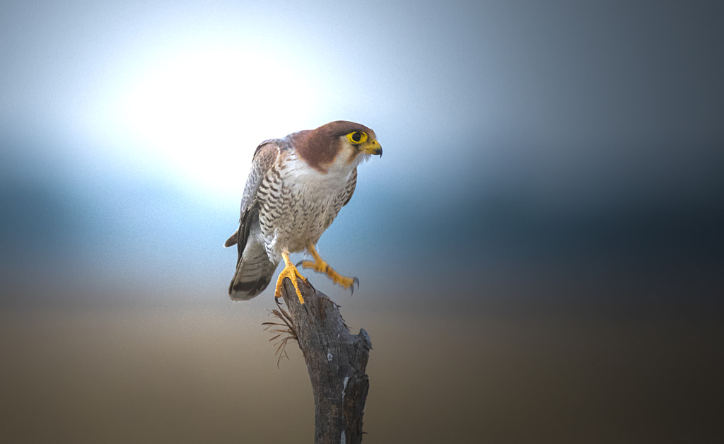 Red Necked Falcon by Rajbir Sunny Oberoi