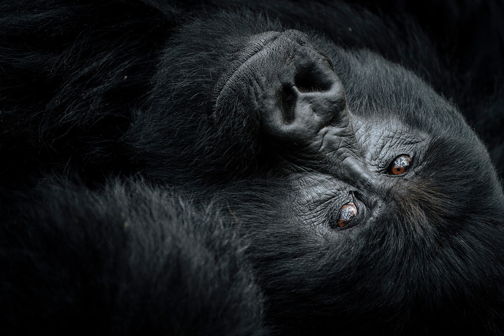 Contemplation by Chris Schmid on 500px.com