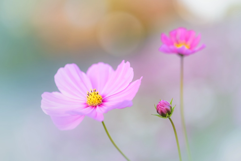 Autumn Pastels by L.th  on 500px.com