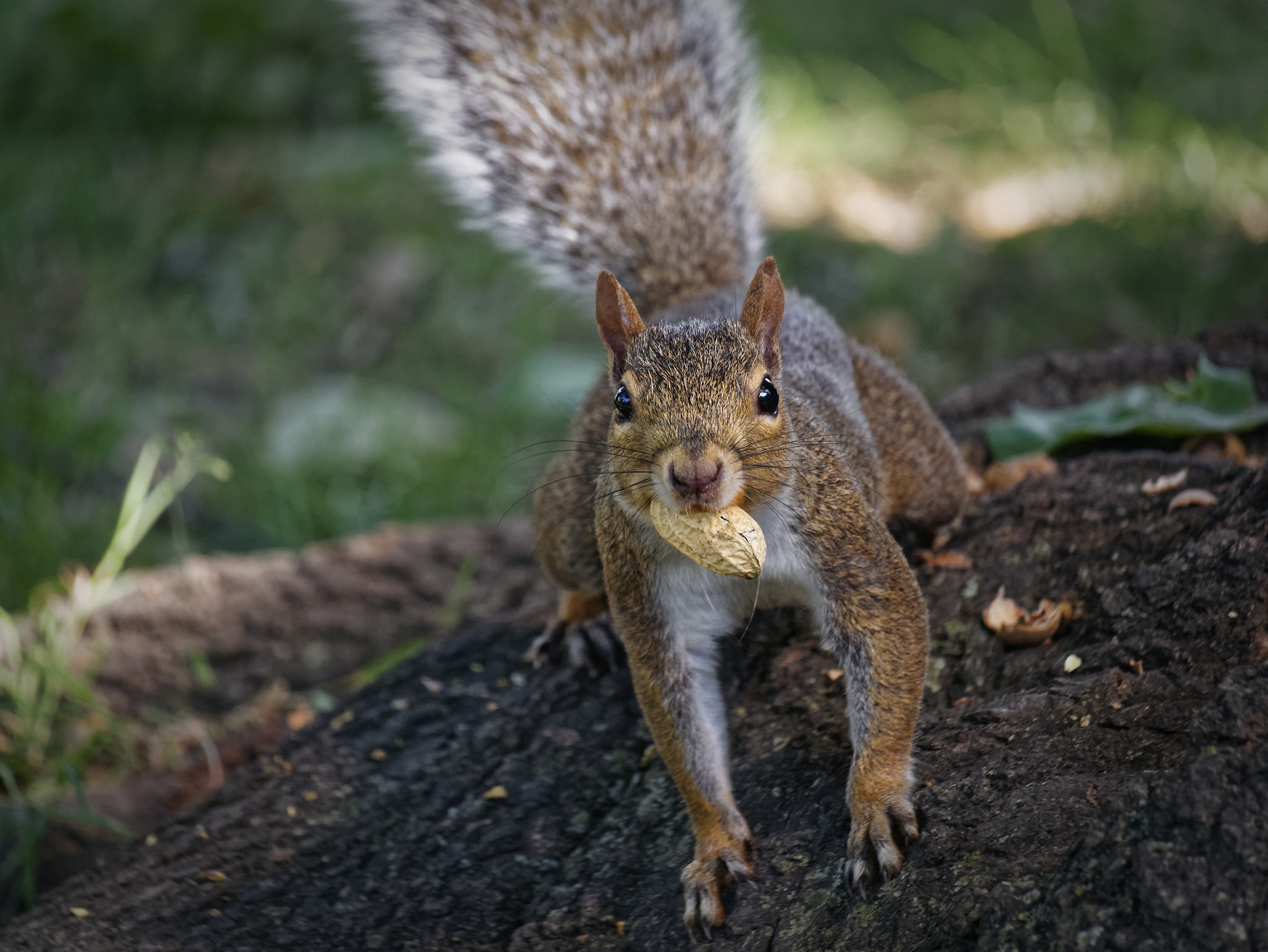 Squirrel in goodale park, Columbus Ohio
