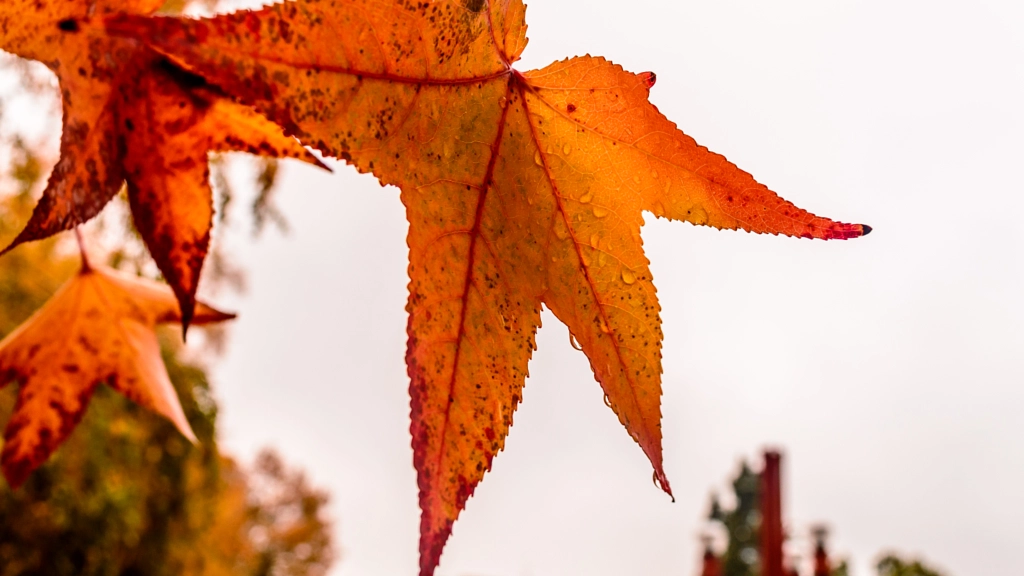 Autumn leafs 7 by Milen Mladenov on 500px.com